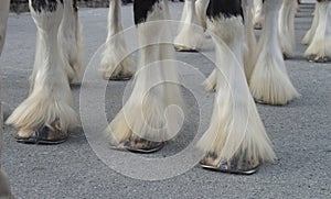 Clydesdale Hooves