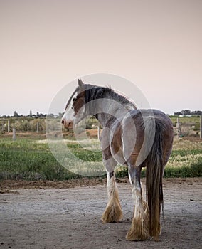 Clydesdale Horse