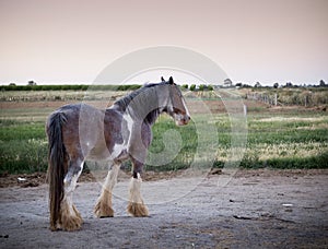 Clydesdale Horse