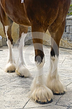 Clydesdale Horse