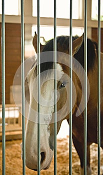 Clydesdale Horse