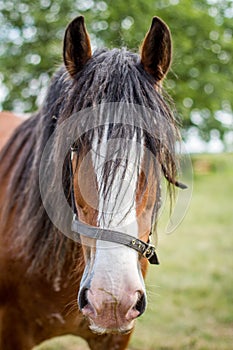 CLYDESDALE HORSE