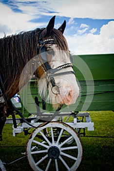 Clydesdale horse