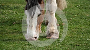 Clydesdale horse chews on grass