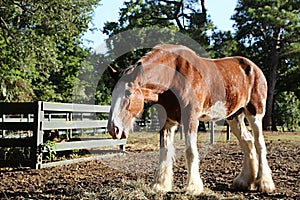 Clydesdale Horse Eating
