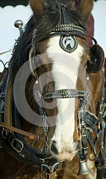 Clydesdale Horse Head
