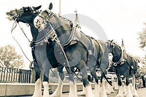 Clydesdale Horse Line Up