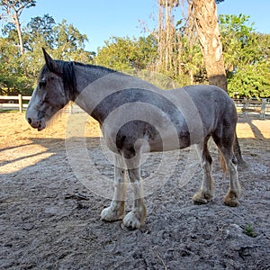 Clydesdale horse in a pasture