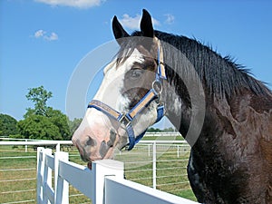 Clydesdale horse on a ranch.