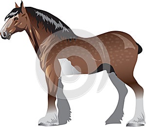 Clydesdale Horse, Stalion Galop ,  Animal - Vector Illustration