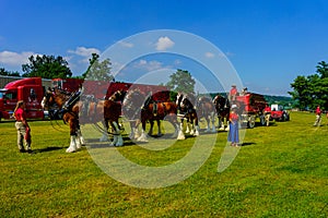 Clydesdale Horse Team