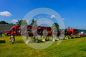 Clydesdale Horse Team