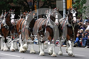 Clydesdale horses pulling wagon