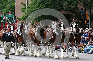 Clydesdale horses pulling wagon