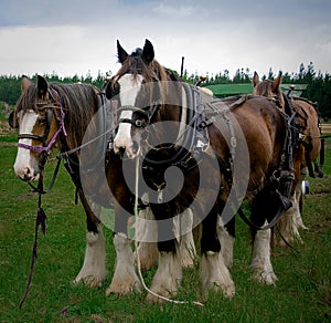Clydesdale horses team