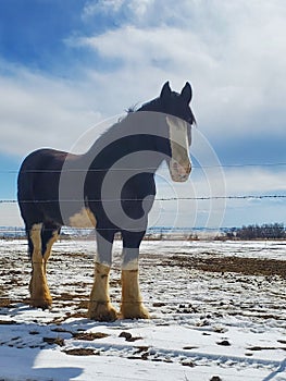 Clydesdale in the snow