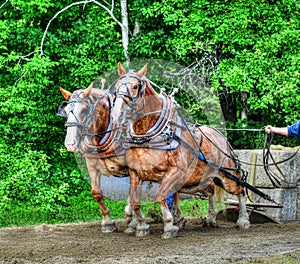 Clydesdale team pulling sled HDR.