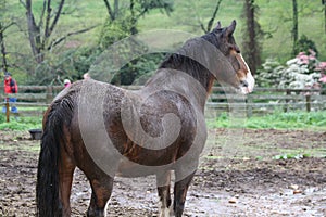 Clydesdale wet