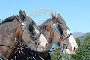 Clydesdales ready to go