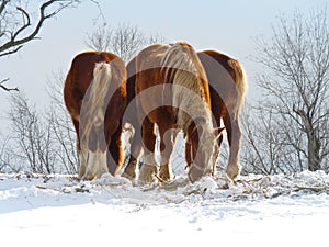 Clydesdales in the Snow