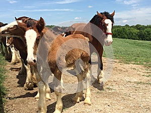 Clydesdales at the Warm Springs Ranch