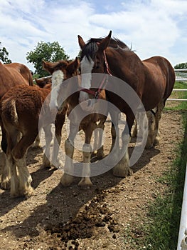 Clydesdales at the Warm Springs Ranch