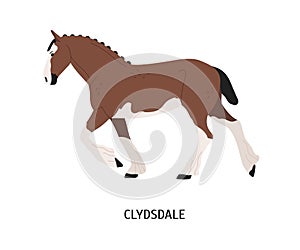 Clydsdale horse flat vector illustration. Strong Clydesdale stallion isolated on white background. Scotland purebred