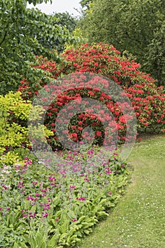 Clyne Gardens in bloom with spring flowers