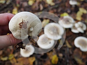 Clytocibe nebularis edible blewits fungi