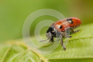 Clytra laeviuscula