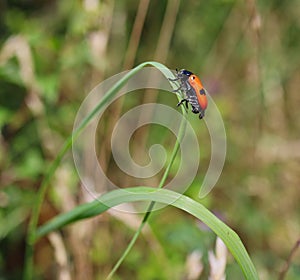 Clytra Laeviuscula on Blade of Grass
