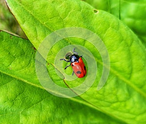 Clytra laeviuscula. An insect on a plant.