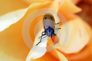 Clytra Laeviuscula On Rose Flower