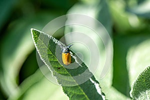 Clytra quadripunctata on sage leaf