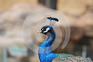 Blue PeacockÃ¯Â¼ËPavo cristatusÃ¯Â¼â° photo