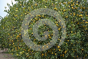 Cnc machine works with industrial oil. Close up view.Ripe lemons on tree. Growing lemon.