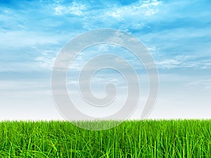 Cnceptual green, fresh and natural grass field or lawn, blue sky background