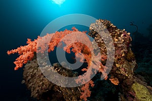 Cnidarian in the Red Sea.