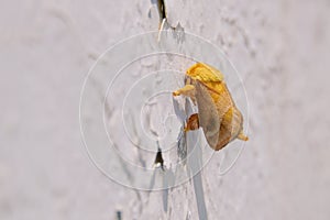 Cnidocampa flavescens