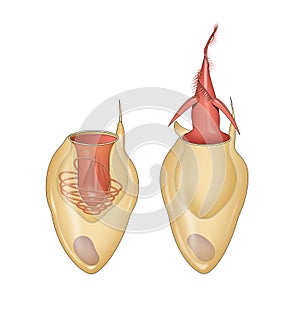 Cnidocyte structure and Nematocyst discharge