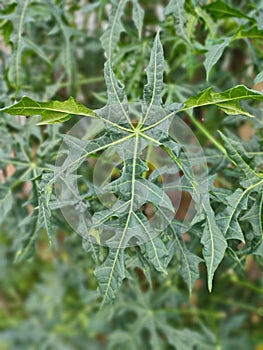 Cnidoscolus aconitifolius