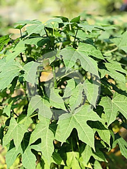 Cnidoscolus aconitifolius or Chaya.