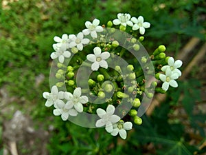 Cnidoscolus aconitifolius, commonly known as chaya or tree spinach. Indonesian call it pepaya jepang