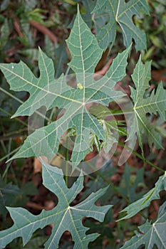 Cnidoscolus aconitifolius, commonly known as chaya or tree spinach. Indonesian call it pepaya jepang