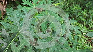 Cnidoscolus aconitifolius, commonly known as chaya or tree spinach. Indonesian call it pepaya jepang