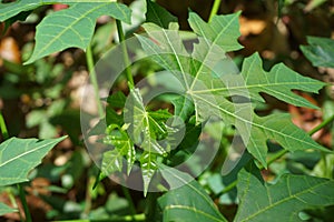 Cnidoscolus aconitifolius, commonly known as chaya or tree spinach. Indonesian call it pepaya jepang
