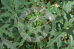 Cnidoscolus aconitifolius, commonly known as chaya or tree spinach. Indonesian call it pepaya jepang