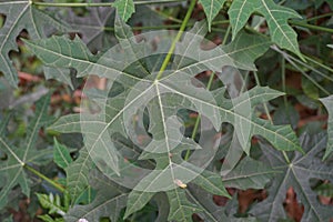 Cnidoscolus aconitifolius, commonly known as chaya or tree spinach. Indonesian call it pepaya jepang