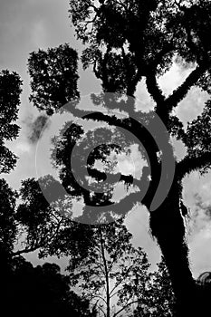 Branched curve tall tree and sky with clouds in the  background. Typical from Tucuman, Argentina. Low angle shot