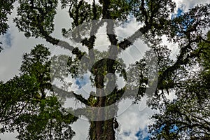 Branched curve tall tree and sky with clouds in the  background. Typical from Tucuman, Argentina. Low angle shot